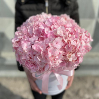 Гортензии розовые в коробочке