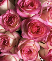 Букет_Розы Джумилия в коробке L